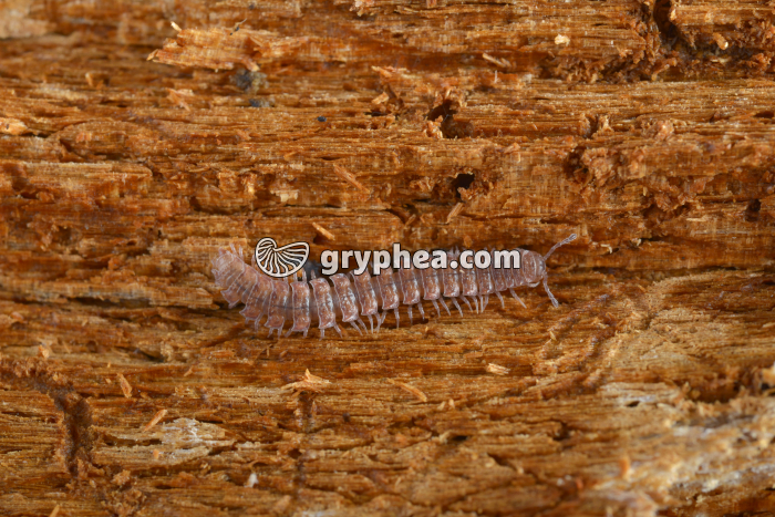 Polydesmus complanatus - gryphea.com